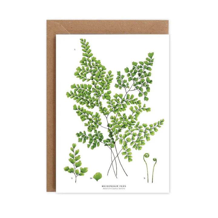 MAIDENHAIR FERN CARD